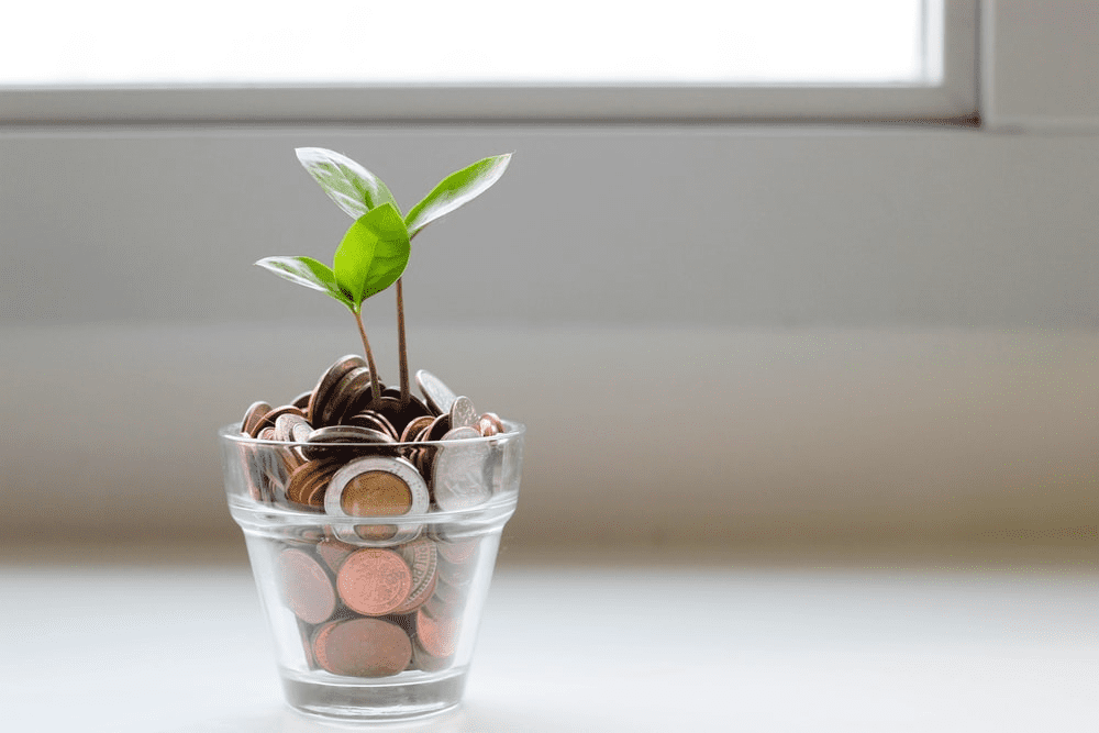 coins and a plant in a pot