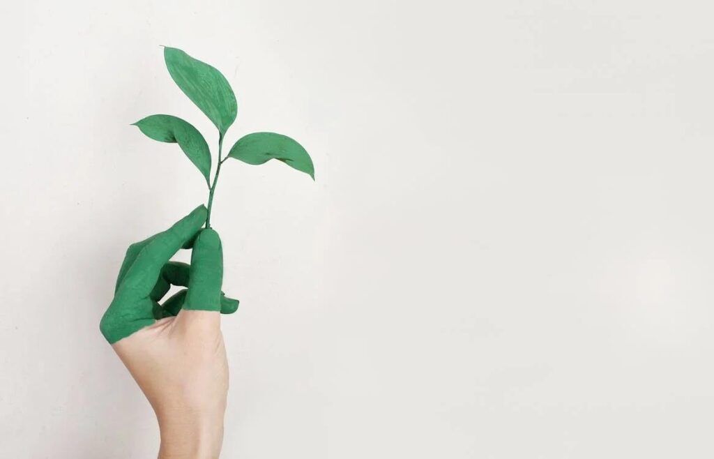 a person holding a leaf in their hands